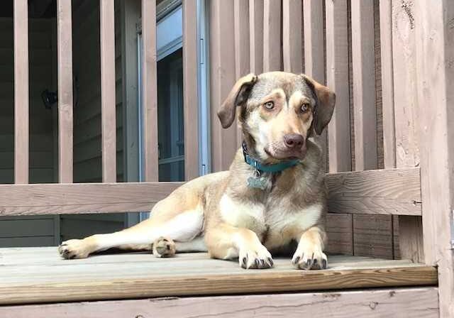 A brown dog laying on a wooden deck.