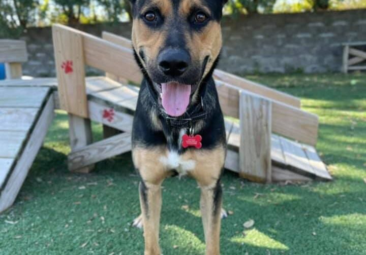 A black and tan dog standing in front of a playground.