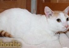 A white and orange cat laying on a blanket with the word charlie written on it.