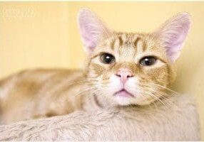 Orange tabby cat for adoption in san diego, california - sassy.