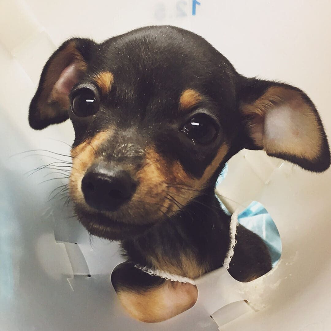 Black and tan puppy wearing a cone.