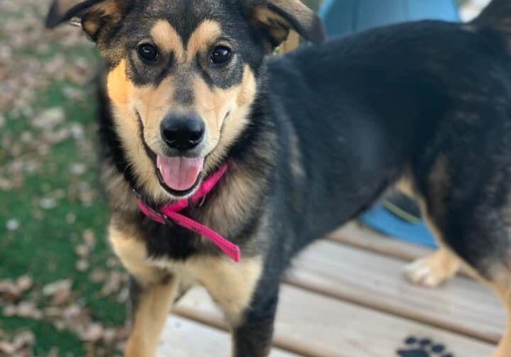 A black and tan dog standing on a wooden deck.