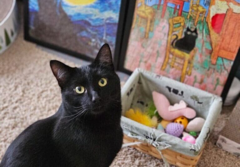 Black cat with yellow eyes and cat toys.