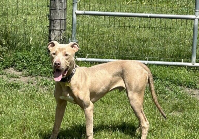 Tan pit bull standing in grass.