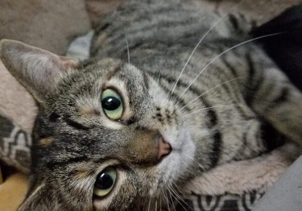 A tabby cat laying in a dog bed.