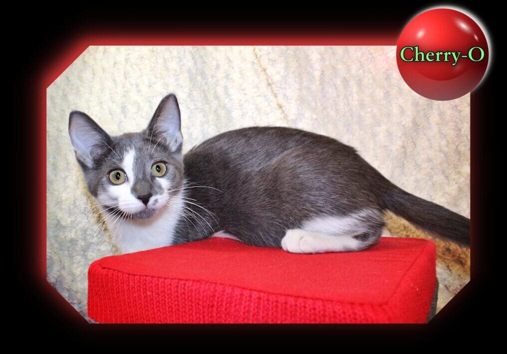 A grey and white cat sitting on a red cushion.