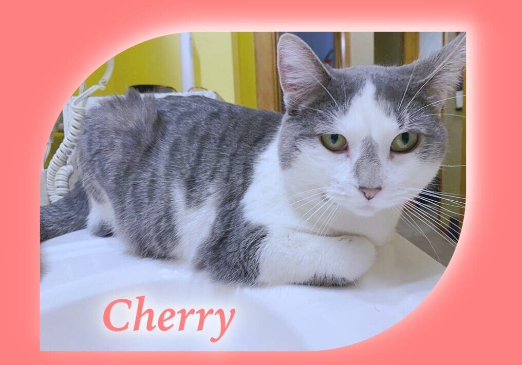 A gray and white cat is laying on a pink background.