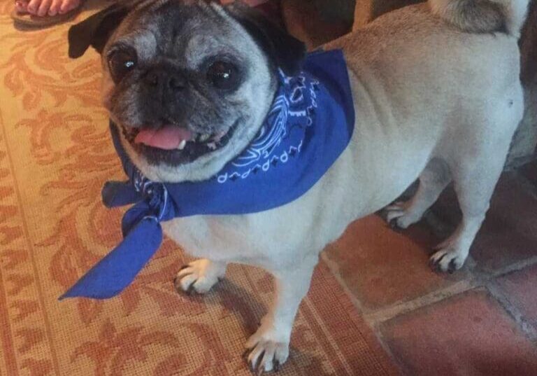 A small pug dog wearing a blue bandana.