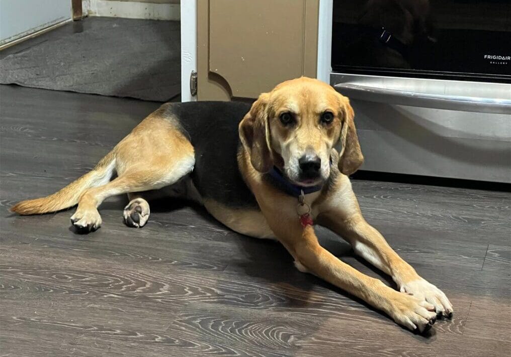 An adoptable beagle mix laying on the floor in a kitchen.