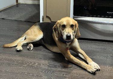 A dog laying on the floor in a kitchen.