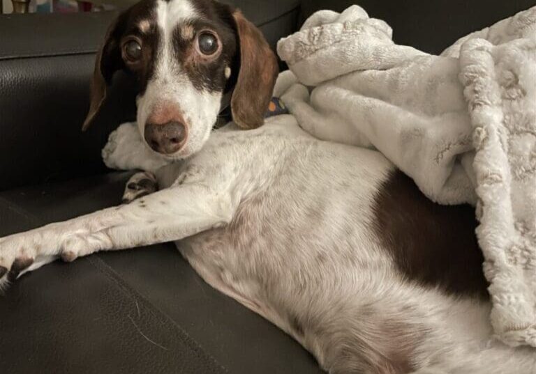 White and brown dog resting on couch.