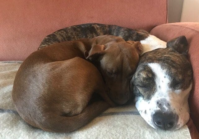 Two dogs curled up on top of a couch.