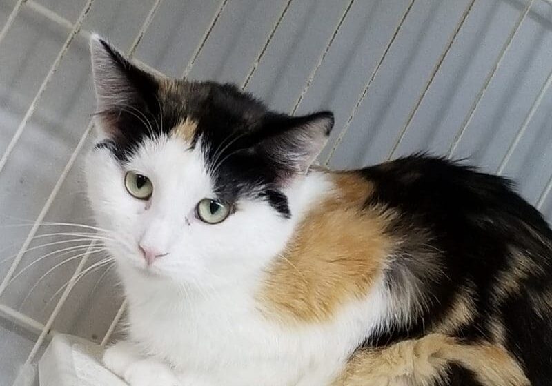 A calico cat sitting on top of a cage.