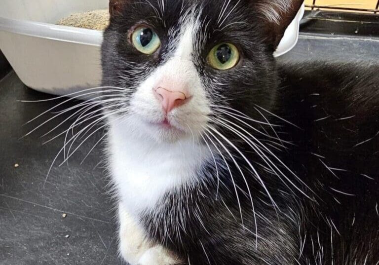 A black and white cat laying on top of a cage.