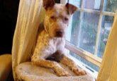 A dog sitting on a window sill.