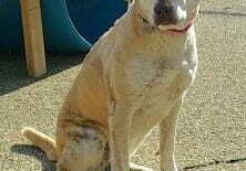 Person, an adoptable labrador retriever & dachshund mix in cleveland, oh.