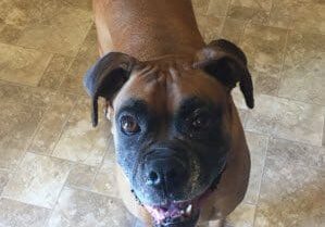 A brown dog standing on a tile floor in a kitchen.