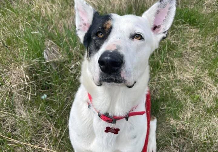 A white and black dog with a red collar standing in the grass.