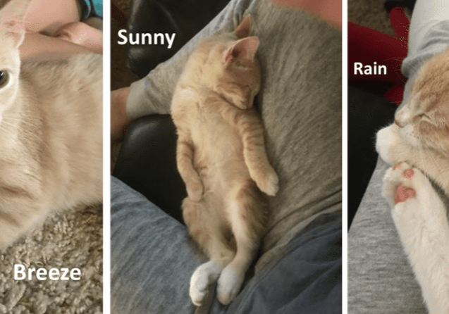 Four pictures of a cat laying on a person's lap.