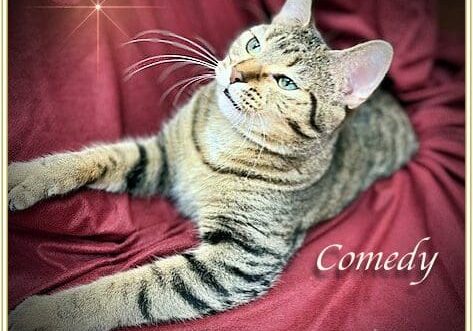 A tabby cat is laying on a red blanket.