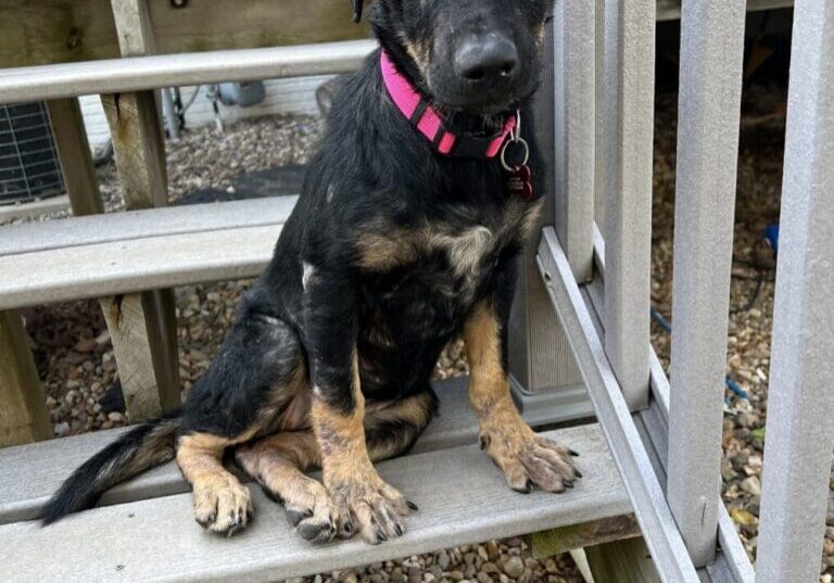 A black and tan dog sitting on the steps of a house.