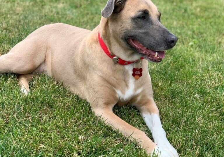 A dog laying in the grass with a red collar.