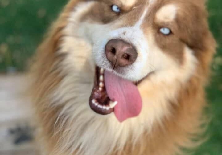 Person, an adoptable australian shepherd & chihuahua mix in scottsdale, az.