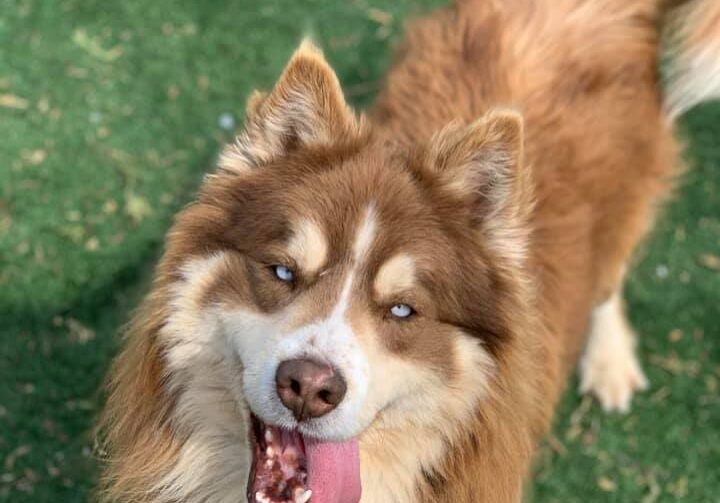 A brown and white dog is standing on grass with his tongue out.