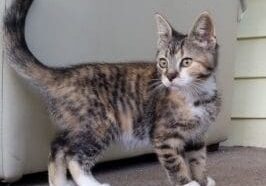 A tabby kitten standing on the porch of a house.