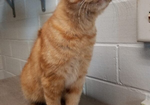 An orange cat sitting on top of a shelf.