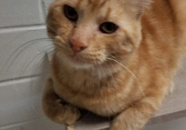 An orange tabby cat laying on a shelf.