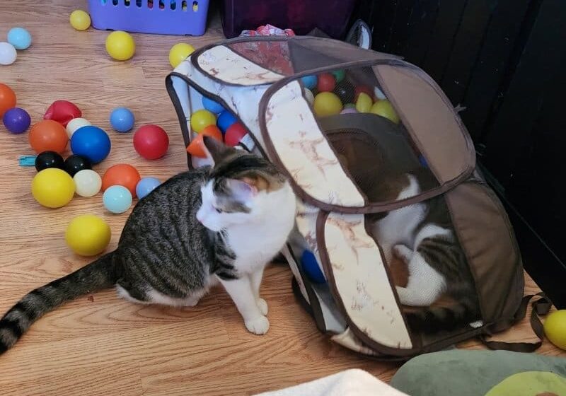 Cat with a playpen full of balls.