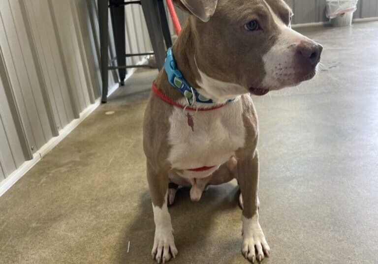 A dog sitting on a leash in a warehouse.