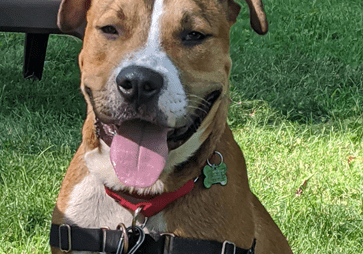 A brown and white dog sitting on the grass.