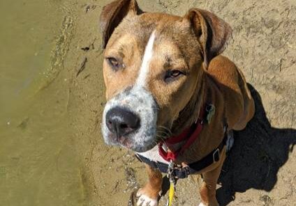 A brown and white dog sitting on a leash near a body of water.