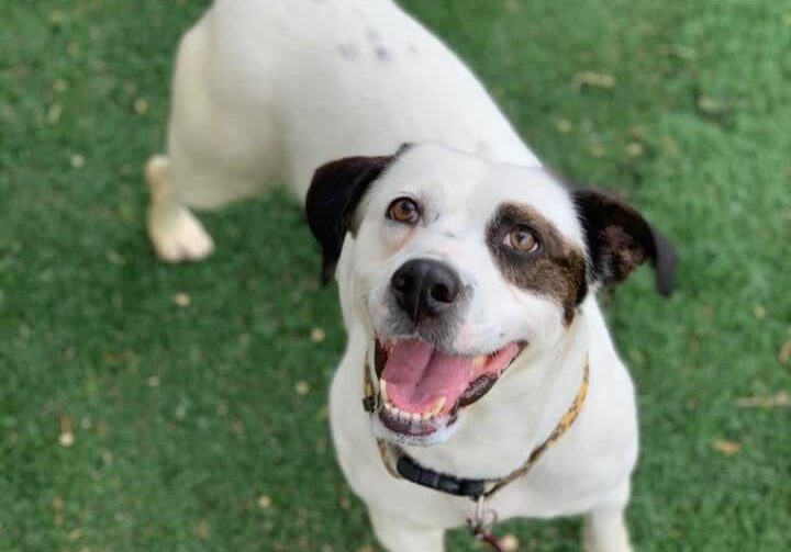 A white and brown dog standing on the grass.