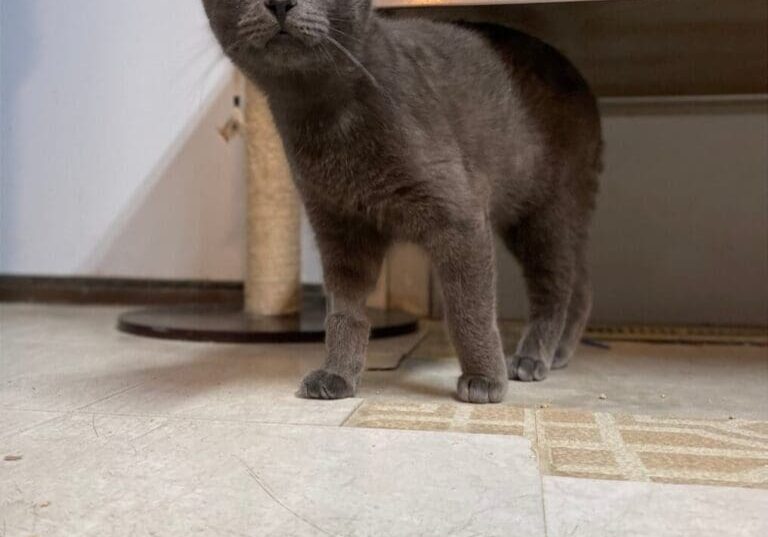 A gray cat standing under a table in a kitchen.