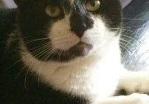 A black and white cat laying on top of a couch.