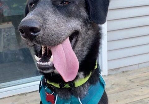 A dog is sitting on a porch with his tongue out.