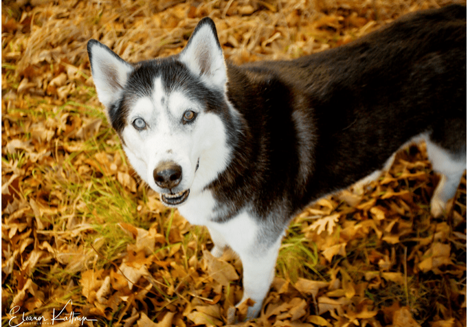 A black and white husky dog standing in the leaves.