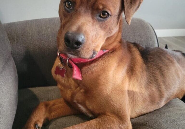 A brown dog laying on a couch with a red collar.