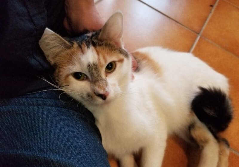 A calico cat laying on a person's lap.