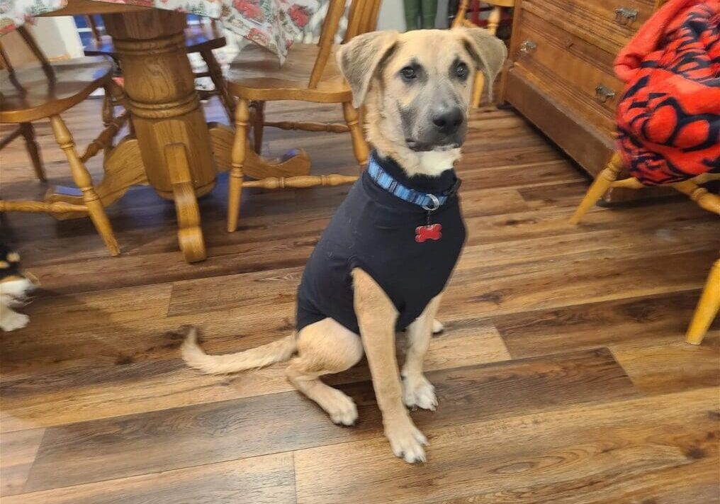 A dog wearing a black shirt sits on a wooden floor.