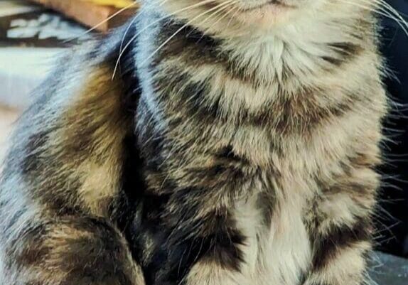 Tabby cat with green eyes sitting.