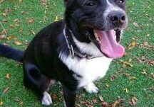 A black and white dog sitting on the grass.