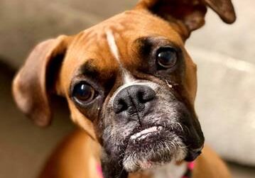 A brown and white boxer dog looking at the camera.