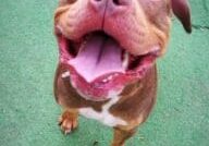 Pit bull terrier mix for adoption in san diego, california - sassy.