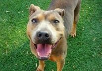 Person, an adoptable pit bull terrier mix in san diego, ca.