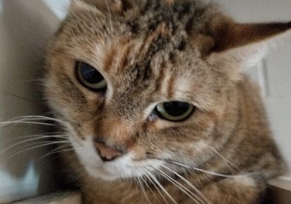 A tabby cat is sitting in a box.