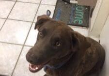 A brown dog sitting on a tile floor.